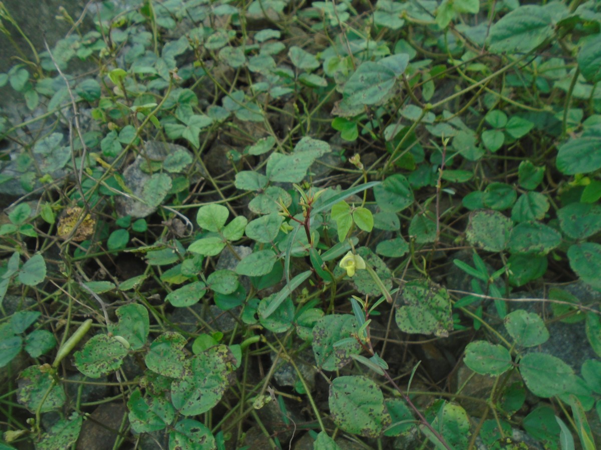 Vigna radiata (L.) R.Wilczek